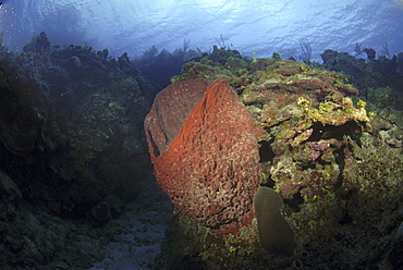 Barrel sponge (Xestospongia muta), large barrel sponge in spur and groove reef, Little Cayman Island, Cayman Islands, Caribbean