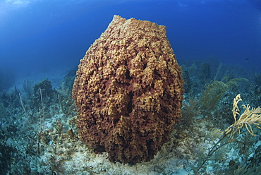 Barrel sponge (Xestospongia muta), large barrel sponge in spur and groove reef, Little Cayman Island, Cayman Islands, Caribbean