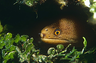 Goldentail Moray (Gymnothorax miliaris). Bahamas.