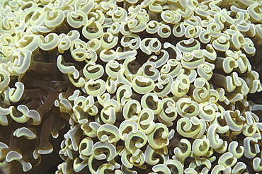 Spaghetti Coral (Euphillia glabrescens), very distinctive whorls to the coral when feeding, Mabul, Borneo, Malaysia, South China Sea