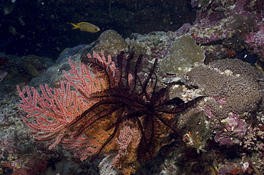 Comanthina Crinoid (Comaster gracilis) dark feather starfish crinoid on pink Sea Fan, Sipidan, Mabul, Malaysia.