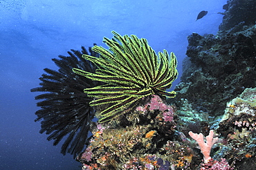 Crinoid (Oxycomantus bennetti), large individuals on edge of coral with blue water behind, Sipadan, Mabul, Borneo, Malaysia, South China Sea