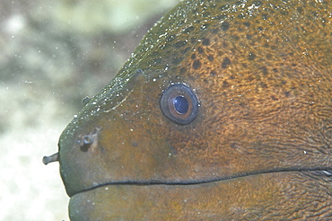 Giant Moray Eel, (Gymnothorax javanicus), detail of head with mouth closed, Tahiti, French Polynesia