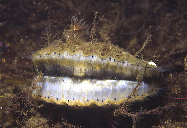 Queen Scallop (Aequipecten opercularis),  small edible scallop showing wide open position, highly prized food source, St Abbs, Scotland, UK