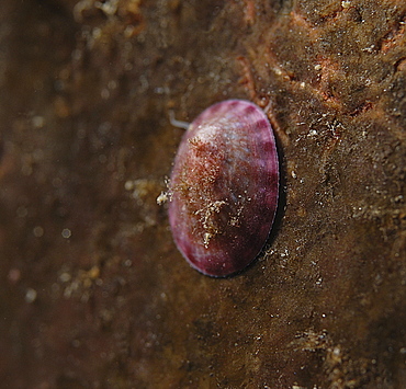 Smooth Tortoiseshell Limpe (tAcmaea virginea), pink/purple in colour on reddish brown background, St Abbs, Scotland, UK North Sea