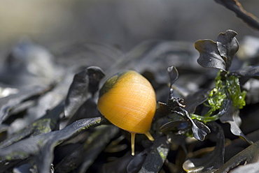 Flat Periwinkle (Littorina obtusata), small yellow snail showing tentacles and on top of green seaweed, Eyemouth, Scotland, UK North Sea