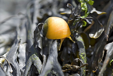 Flat Periwinkle (Littorina obtusata), small yellow snail showing tentacles and on top of green seaweed, Eyemouth, Scotland, UK North Sea