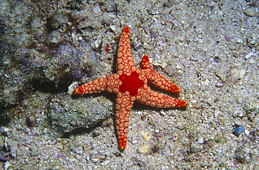 Star (Franla manilis) rare form with extra leg. Seychelles.