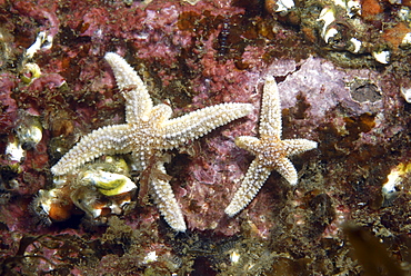  Common Starfish (Asterias rubens), two common starfish grazing on algae covered dark red rock,  Eyemouth, Scotland, UK North Sea