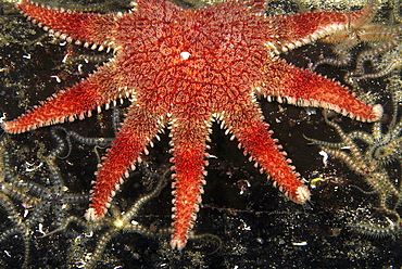 Common Sunstar (Crossaster papposus), detail of brilliant orange/red multi-armed starfish on dark background, St Abbs, Scotland, UK North Sea