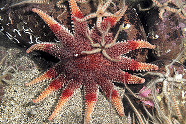 Common Sunstar (Crossaster papposus), brilliant orange/red multi-armed starfish on dark background with brittle starfish, St Abbs, Scotland, UK North Sea