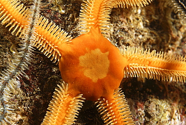 Black Brittle Starfish (Ophiocomino nigra), orange variety of black brittle starfish, St Abbs, Scotland, UK North Sea