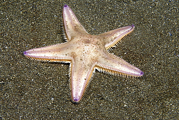 Burrowing Starfish (Astropecten irregularis), typical shape of five arms, pink in colour, on dark sand seabed, St Abbs, Scotland, UK North Sea