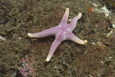 Bloody Henry (Henricia, Sanguinolenta),  pink five-armed starfish on rock surface, St Abbs, Scotland, UK