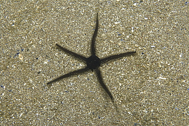  Black Brittle Starfish (Ophiocomino nigra), single individual on pale coloured sand background, St Abbs, Scotland, UK North Sea