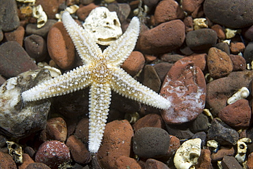  Common Starfish (Asterias rubens), common starfish moving over stoney seabed,  Eyemouth, Scotland, UK North Sea