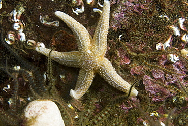  Common Starfish (Asterias rubens), common starfish grazing on algae covered dark red rock,  Eyemouth, Scotland, UK North Sea