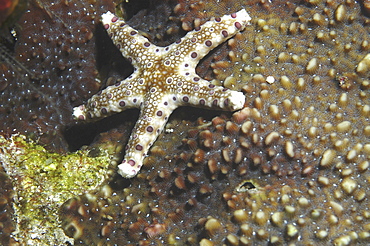 Exotic starfish (Celerina spp. ) Rangiroa, French Polynesia