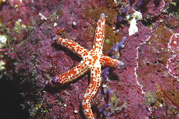 Mulicoloured Sea Star ( Linkia multiflora), red and cream starfish resting on purple coral, Rangiroa, French Polynesia.