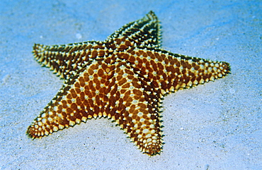 Cushion Sea Star (Oreaster reticulatus) Large starfish on sandy seabed, Cayman Islands, Caribbean.