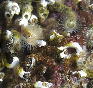 Small Tube Worm (Pomatocerous triqueter), group of tiny colourful individuals on rocky substrate, St Abbs, Scotland, UK North Sea