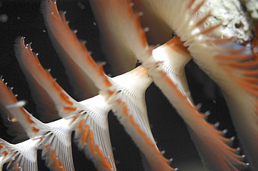 Christmas Tree Worm (Spirobranchus giganteus), Close up of individual showing spiral formation, Cayman Brac, Cayman Islands, Caribbean