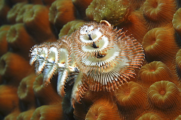 Christmas Tree Worm (Spirobranchus giganteus), Close up of individual on ochre coloured hard coral, Cayman Brac, Cayman Islands, Caribbean