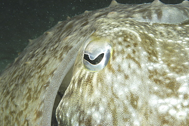 Common Cuttlefish (Sepia latimanus), close ups of head showing half-moon shaped eye, Mabul, Borneo, Malaysia, South China Sea