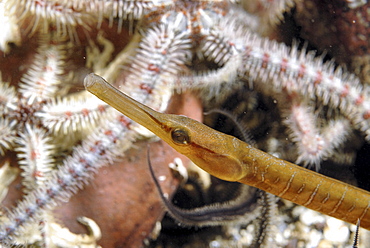 Snake Pipefish (Entelurus aequorus) with brittle starfish in background, St Abbs, Scotland, UK North Sea