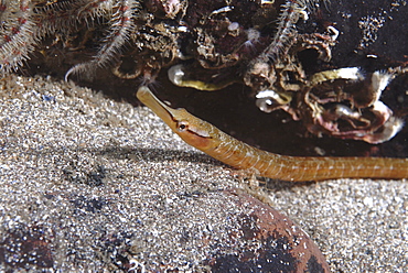 Snake Pipefish (Entelurus aequorus) with tubeworms and rock behind and dark sand underneath, St Abbs, Scotland, UK North Sea