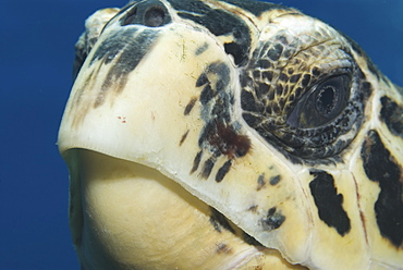 Hawksbill Turtle (Eretmochelys imbriocota) detail of head, Little Cayman Island, Cayman Islands, Caribbean