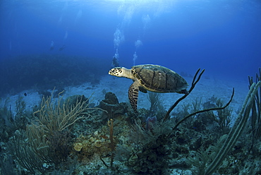 Hawksbill Turtle (Eretmochelys imbriocota), swimming over coral reef Little Cayman Island, Cayman Islands, Caribbean