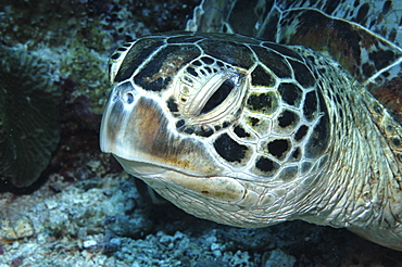 Green Turtle (Chelonia mydas)detail of head, Tahiti, French Polynesia Underwater.