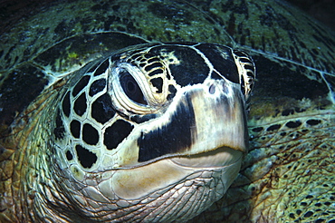 Green Turtle (Chelonia mydas)detail of head, Tahiti, French Polynesia Underwater.