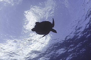 Green Turtle (Chelonia mydas) swimming upwards towards surface, Tahiti, French Polynesia Underwater.