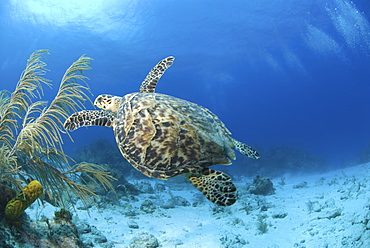 Hawksbill Turtle (Eretmochelys imbriocota), swimming over coral reef Little Cayman Island, Cayman Islands, Caribbean