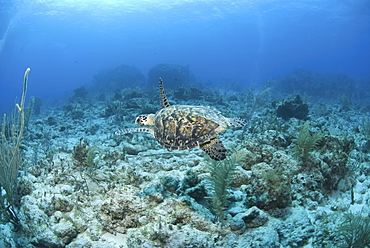 Hawksbill Turtle (Eretmochelys imbriocota), swimming over coral reef Little Cayman Island, Cayman Islands, Caribbean