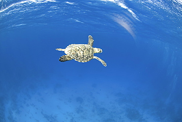 Hawksbill Turtle (Eretmochelys imbriocota), swimming just underneath surface, Little Cayman Island, Cayman Islands, Caribbean