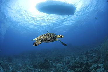 Hawksbill Turtle (Eretmochelys imbriocota), swimming over coral reef with boat silouhette above, Little Cayman Island, Cayman Islands, Caribbean