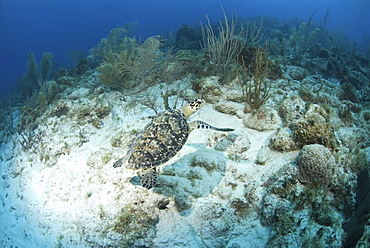 Hawksbill Turtle (Eretmochelys imbriocota), swimming over coral reef with diver in background, Little Cayman Island, Cayman Islands, Caribbean