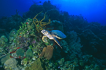 Hawksbill Turtle (Eretmochelys imbriocota), swimming in open water with coral reef behind, Little Cayman Island, Cayman Islands, Caribbean