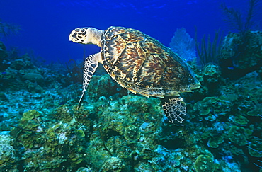 Hawksbill Turtle (Eretmochelys imbriocota), swimming in open water with coral reef behind, Little Cayman Island, Cayman Islands, Caribbean