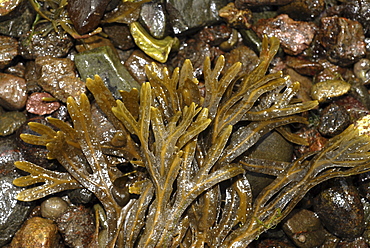 Horned Wrack (Fucus ceranoides), large species of wrack with distinctive horned tips and olive green in colour, St Abbs, Scotland, UK North Sea