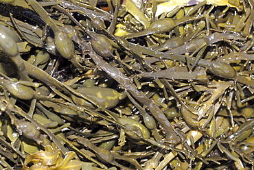 Knotted Wrack (Ascophyllum nodosum), one of the largest wrack species with distinctive nodules, St Abbs, Scotland, UK NORTH SEA 