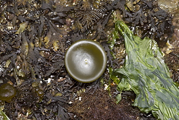 Seaweeds on the shore, Holy Island, Berwick-upon-tweed, Northumberland, UK.