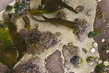 Seaweeds and algae in Rock Pool, Holy Island, Berwick-upon-tweed, Northumberland, UK.