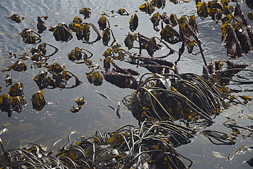 Kelp plants on the shoreline (Laminaria hyperborea and Laminaria digitata), Holy Island, Berwick-upon-tweed, Northumberland, UK.