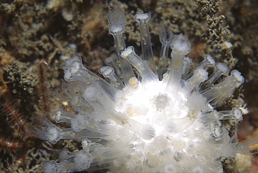 Dead Mens Finger (Alcyonium digitatum), detail of polyp, Eyemouth, Scotland, UK North Sea