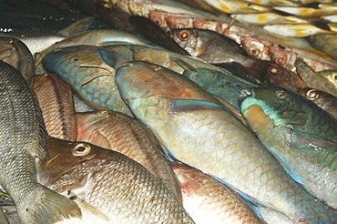 Tropical fish in market for sale, Tahiti, French Polynesia