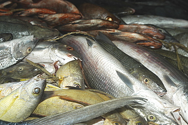 Tropical fish in market for sale, Tahiti, French Polynesia